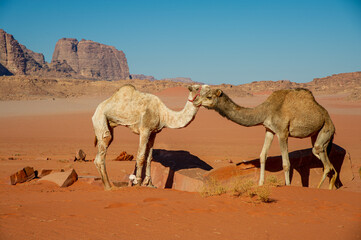Camels in the Wadi Rum desert in Jordan