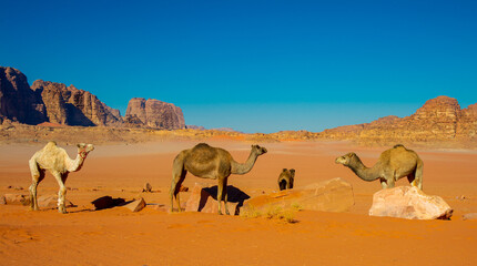 Fototapeta na wymiar Camels in the Wadi Rum desert in Jordan