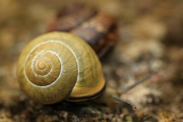snail, diverse nature © betipa