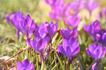 Krokusy kwitnące wiosną. Krokus wiosenny na pasiece. Pszczołą miodna na krokusie. Fioletowe krokusy w ogrodzie. Kwitnące rośliny w ogrodzie. 