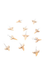 Isolated photos of fossilized shark teeth