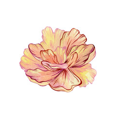 Watercolor peach and pink peony, Blooming vector flower