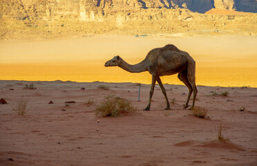 Camels in the Wadi Rum desert in Jordan