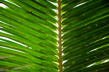 detail of green fresh coconut leaf