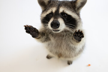 Funny racoon
