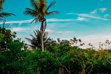 Fototapeta na wymiar Floresta tropical. Céu azul.