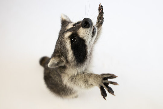 Racoon mimimi