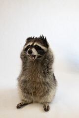 OMG racoon