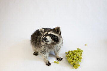 Racoon loves grapes