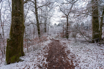 Wanderweg im Wald mit etwas Schnee