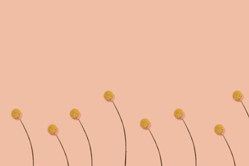 Yellow Craspedia Billy Balls or Billy Buttons (Yellow Ball Flowers) with stems pattern on pink...