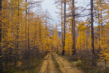 Larch forest trail in autumn