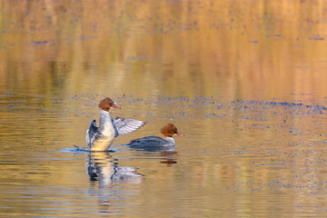 Goosander or Common Merganser duck, also known as Sawbill, pair of birds on a lake in late afternoon winter sun