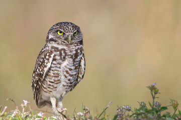Burrowing Owl standing in a field of pastel colours. Owl is outside of its hole with full body exposed.