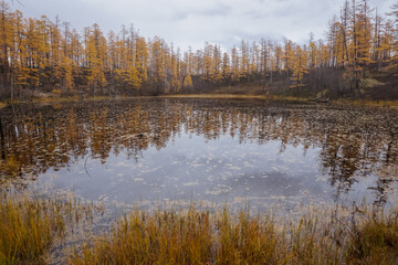 A beautiful taiga lake among the larch trees