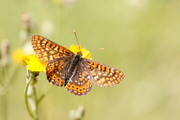 Ondas rojas (Euphydryas aurinia), Castellón, España