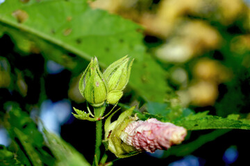 Okra on flower in vegetable garden
