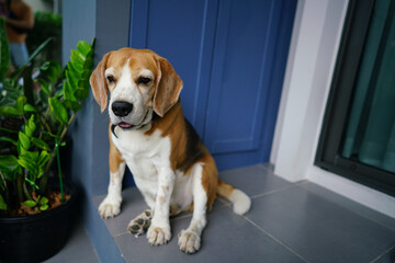 Close up beagle dog waiting onwner in front the house next blue cabinet.Dog show his tongue and sit with cute face.