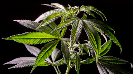 Mature marijuana plant with bud and leaves. Marijuana plant texture on an indoor cannabis farm.The concept of Indoor grow marijuana.   medical marijuana concept,alternative herb medicine.