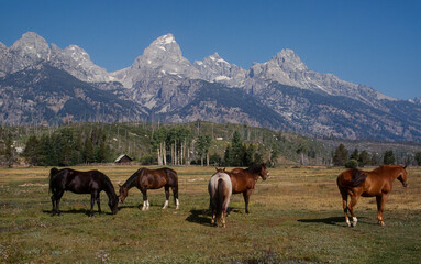 Fototapeta na wymiar Cheval Pinto, Parc national de Grand Teton, Wyoming, Etats Unis, USA