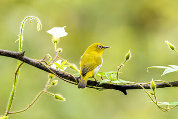 An oriental white eye feeding on fruits on the outskirts of Bangalore