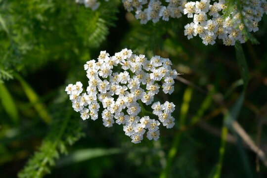 Common Yarrow