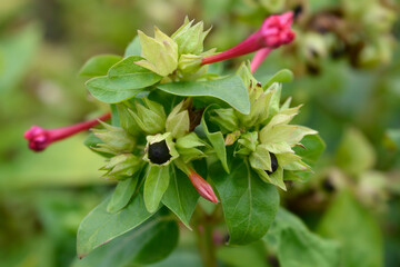 Marvel of Peru