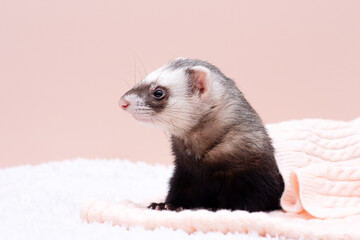 The cozy ferret is sleeping