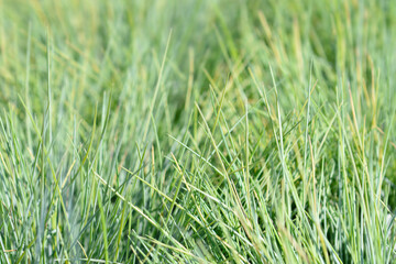Blue fescue Amigold