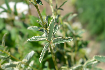 Great burnet Shiro-fukurin