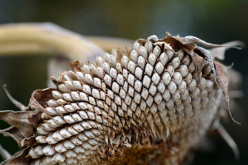 Common sunflower