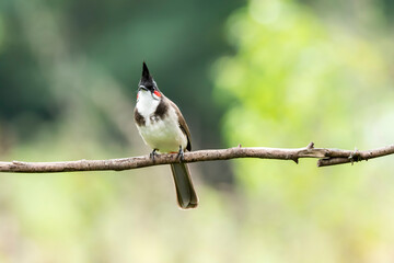A red-whiskered bulbul relaxing on a twig in a bush on the outskirts of Bangalore