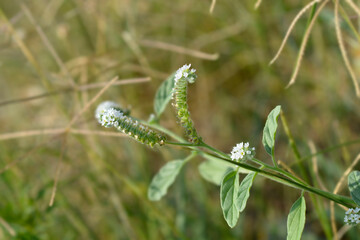 European heliotrope