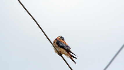 American kestrel (Falco sparverius) perched on a power line in Cotacachi, Ecuador - obrazy, fototapety, plakaty