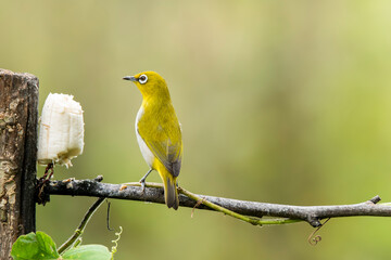An oriental white eye feeding on fruits on the outskirts of Bangalore