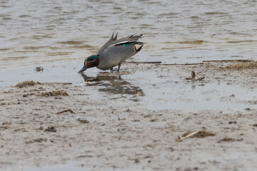 Eiderente bei der Nahrungssuche