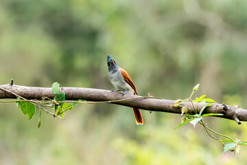 A female paradise flycatcher perched on a small twig of a bush on the outskirts of Bangalore