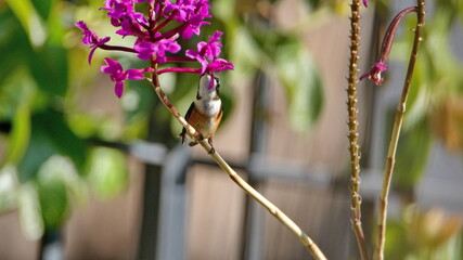 Female white-bellied woodstar (Chaetocercus mulsant) hummingbird perched on an orchid in Cotacachi, Ecuador