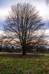 A big tree without leaves on the meadow for sunset