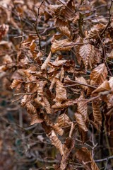 Brown withered leaves on a hedge
