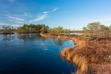 Sunny Morning in Kemeri National Park