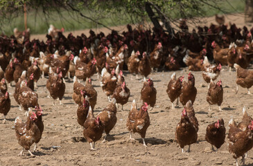 élevage de poules pondeuses en plein air © jef 77