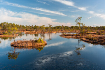 Sunny Morning in Kemeri National Park