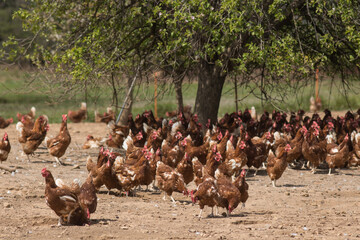 élevage de poules pondeuses en plein air © jef 77
