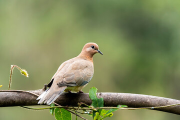 A laughing dove sitting on a small branch of a bush on the outskirts of Bangalore on a cloudy day