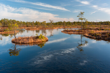 Sunny Morning in Kemeri National Park