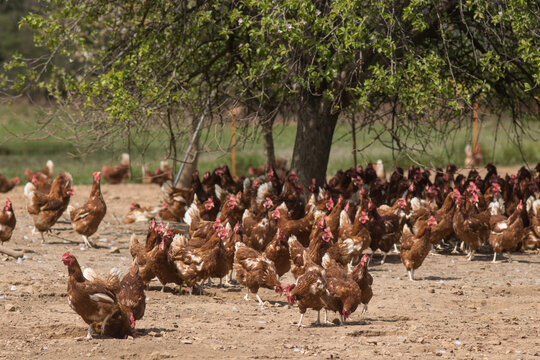&eacute;levage de poules pondeuses en plein air