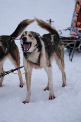 Alaskan husky eyes with heterochromia blue and brown is standing in harness and waiting for start of race. Northern sled dog breed, mix of best fast and energetic.