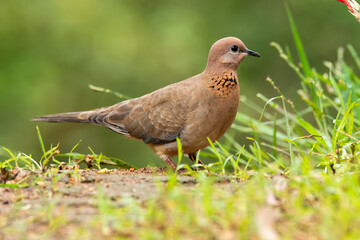A laughing dove sitting on a small branch of a bush on the outskirts of Bangalore on a cloudy day