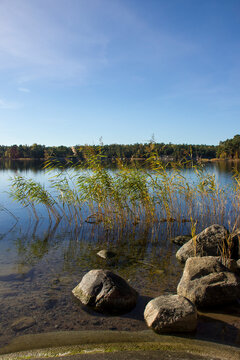 Reed and rock in calm lake with clear water and autumn-colored forest